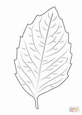 Birch Leaf Coloring Pages Drawing Printable sketch template