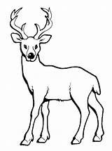 Coloring Deer Pages Antler Baby Getcolorings Horn Long sketch template