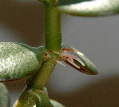 jade plant roots  stem walter reeves  georgia gardener