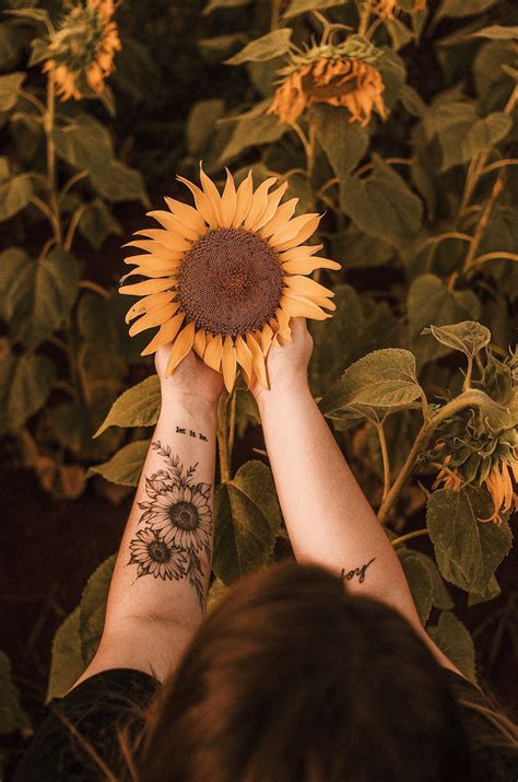 tatuagem girassol sunflower photography sunflower tattoos sunflower