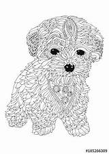 Bichon Frise Poodle Printable Goldendoodle Tangle Zen Cavapoo sketch template