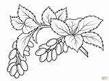 Coloring Berry Pages Branch Fruits Colouring Berberis Berries Printable Three Drawing Kids sketch template