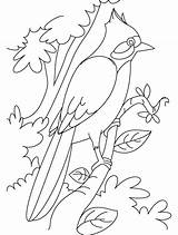 Nightingale Coloring Branch Perched Clipart Library Drawing Pages Clip Hummingbird Sheets sketch template