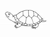 Coloring Kids Turtle Pages Print sketch template