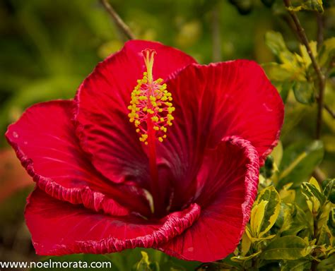 plant fanatic  hawaii  hibiscus  blooming