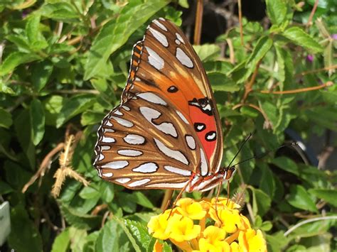 build a butterfly garden that helps prevent entitlement dad the mom