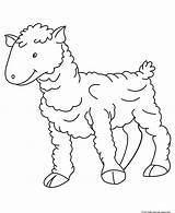 Sheep Coloring Pages Kids Printable Print Farm Baby sketch template