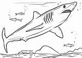 Hai Malvorlage Mako Wasser Haie Malvorlagen Ausmalen Kostenlos sketch template