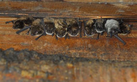 bats  attics     conservation