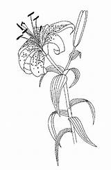 Coloring Lily Pages Flower Lilium Sp Sheet Beautiful Coloringfolder sketch template