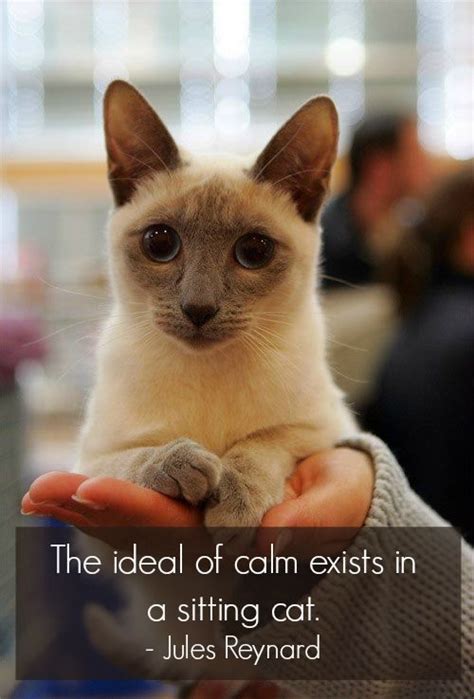 1000 images about kitty quotes on pinterest i love cats cats and kittens