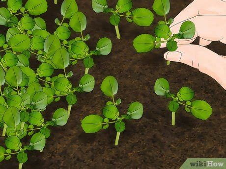 grow watercress  pictures wikihow
