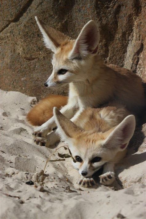 images  fennec fox  pinterest cutest pets