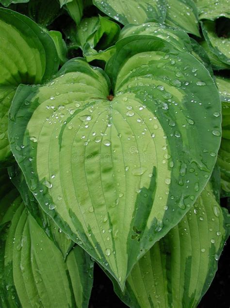 heart shaped leaf stock photo image  plant colour