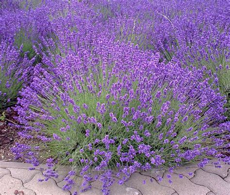 english lavender lavender plant