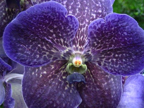 orchid of the week vanda robert s delight brooklyn orchids