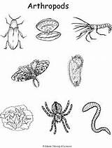 Arthropoda Arthropods Phylum Animal Examples Insects Coloring Clipart Insect Life Science Arthropod Invertebrate Zoology Colouring Pages System Skeletal Color Exoskeleton sketch template