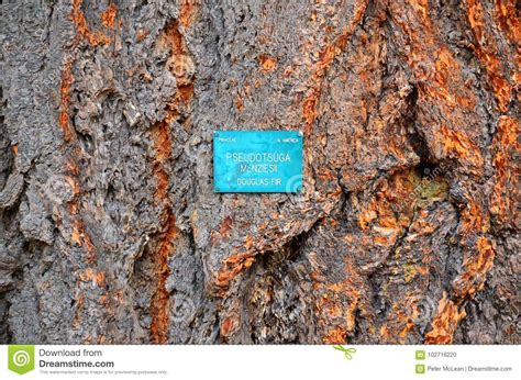 douglas fir tree bark stock photo image  otago pseudotsuga