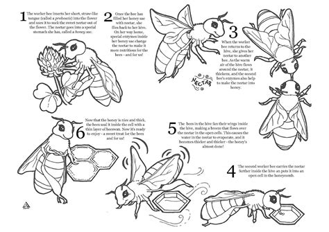 bee coloring pages printable coloring pages