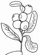 Blueberries Coloring Pages sketch template