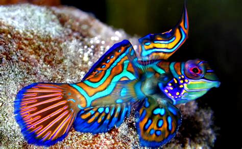 peces asombrosos colores formas luz dientes