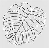 Monstera Philodendron Petal Symmetry Getdrawings Anyrgb Pngkey sketch template