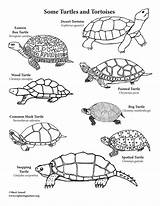 Coloring Tortoises Turtes sketch template