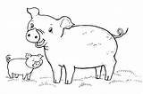 Piglets Pigs sketch template
