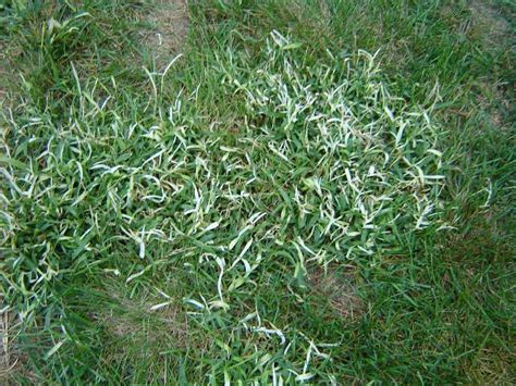 crabgrass control