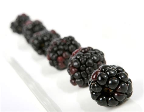 nutritional  health benefits  black raspberry extrachai