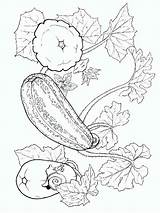 Squash Coloring Pages Vegetables Recommended sketch template