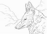 Ethiopian Template Malvorlagen Lupo Wolfskopf Werewolf Lupi Ausdrucken Vorlage Kopf Furry Malvorlage Wolfs Besuchen Testa sketch template