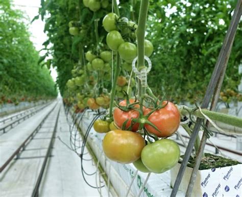 Plant Disease Found On Commercial Tomato Crop In Tasman Otago Daily