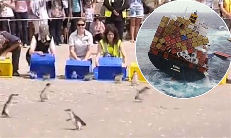 New Zealand Oil Spill Penguins Released Back Into The Wild After Being