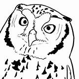 Coloring Owl Pages Them sketch template