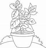 Plant Basil Drawing Coloring Shrubs Vase Pages Template Herbs Drawings Kids Sketch Getdrawings Paintingvalley Explore sketch template