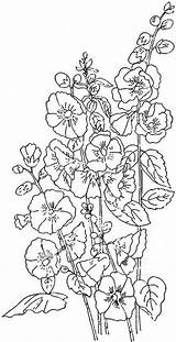 Coloring Pages Hollyhock Template sketch template