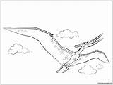 Pteranodon Pages Flying Coloring Color Online Print sketch template