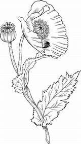 Opium Poppies Coloriage Supercoloring Pavot Coquelicot Papavero Papaveri Oppio Super Mak Kolorowanki Colorier Fiori Opio Watercolor Coquelicots Decalquer Alto Druku sketch template