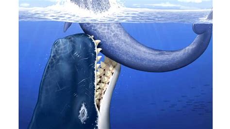 prehistoric moby dick had foot long teeth hunted other whales fox news