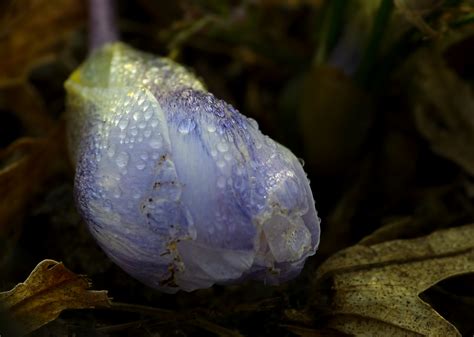 einfach zu schwer foto bild pflanzen pilze flechten blueten kleinpflanzen