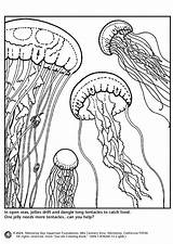Jellyfish Qualle Medusas Meduse Quallen Kwallen Malvorlage Kleurplaat Educima Schulbilder Stampare Malvorlagen Herunterladen Medienwerkstatt Popular Coloringhome Book sketch template