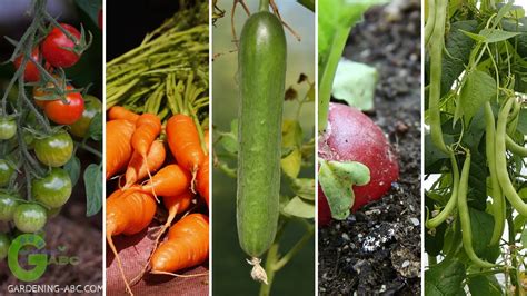 easiest vegetables  grow   garden    easiest vegetables  grow