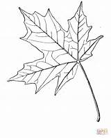 Maple Leaf Coloring Sugar Drawing Pages Leaves Japanese Template Blatt Tattoo Ahornblatt Online Gif Stencil sketch template