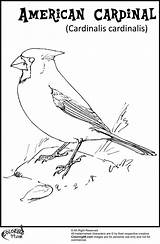 Cardinal American Coloring Pages Bird sketch template