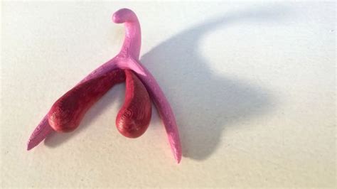 this 3d printed clitoris model is set to transform sex ed classes in france
