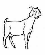 Goat Livestock Goats Ouside Playing Colorluna sketch template