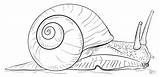 Snail Draw Coloring Drawing Pages Land Snails Drawings Sea Step Printable Kids Realistic Outline Shell Color Line Print Puzzle Animal sketch template