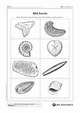 Fossils Matching Match Living Things Ks2 Resource Scholastic Pdf Teaching Came These They sketch template