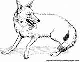Coyote Animaux Coloriages Tales Earth sketch template
